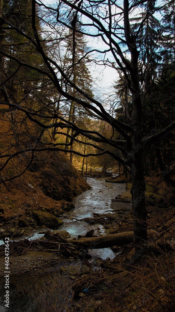 river in the forest river in the forest
