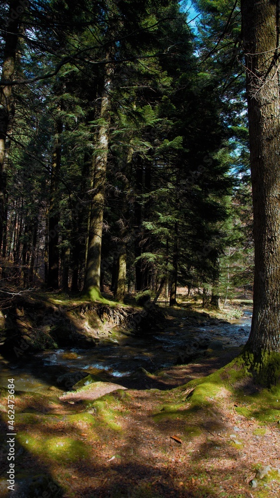 Obraz premium forest in autumn