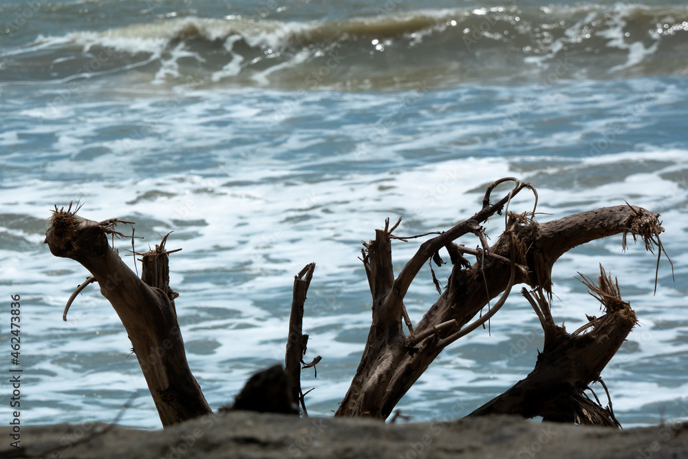 Dry Trunks Cut from a Tree Cutting the Sea Waves that Reach the Shore with Lots of Foam in a Cloudy and Cold Sky Dry Trunks Cut from a Tree Cutting the Sea Waves that Reach the Shore with Lots of Foam in a Cloudy and Cold Sky