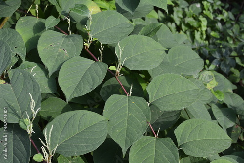 flowers of Asian knotweed, Fallopia japonica.shoots of Japanese Knotweed, Polygonum cuspidatum, Fallopia japonica photo