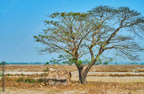 The nipa hut under the tree, Yangon suburb, Myanmar