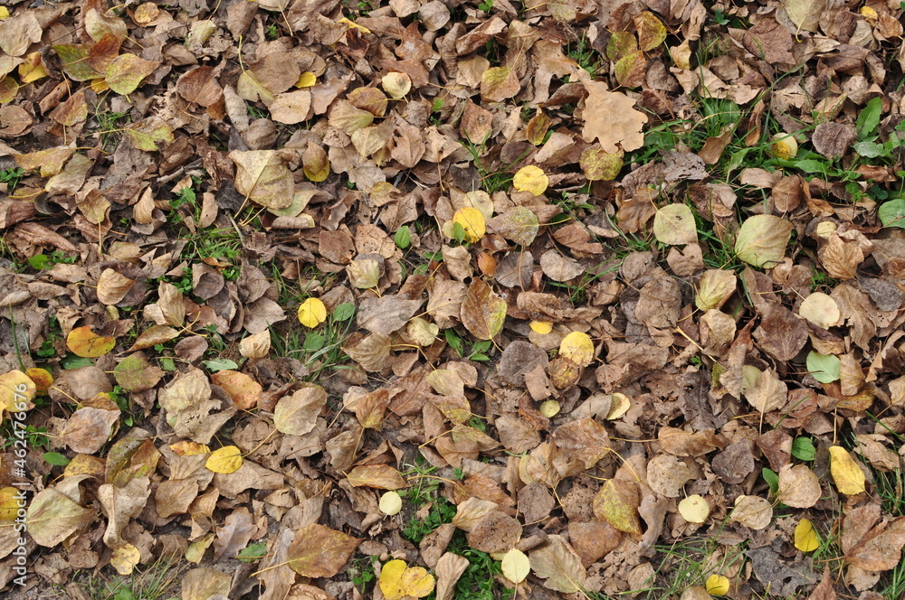 Dry leaves on the ground. In the fall, leaves fell from the trees to the ground. Background, texture. Dry leaves on the ground. In the fall, leaves fell from the trees to the ground. Background, texture.