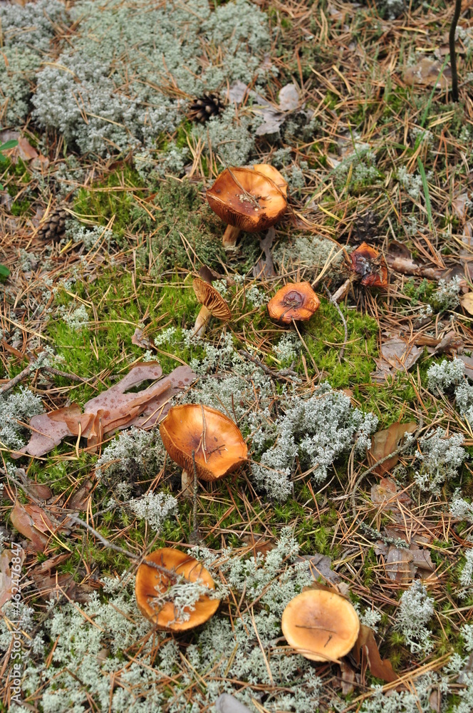 Mushrooms on a background of silvery moss. Autumn forest with mushrooms on the ground. Mushrooms on a background of silvery moss. Autumn forest with mushrooms on the ground.