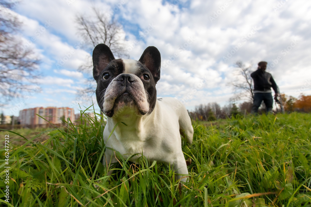 Portrait of the muzzle of a French Bulldog for a walk in the autumn park. Green lawn.