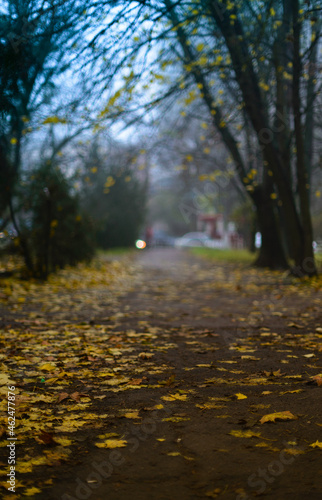 Autumn alley with fallen yellow leaves in the rain