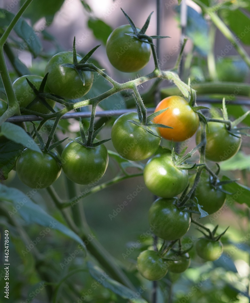 green tomatoes on vine green tomatoes on vine