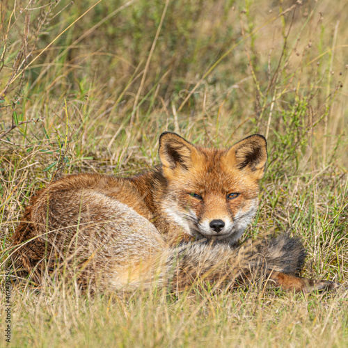 red fox in the wild © Robert