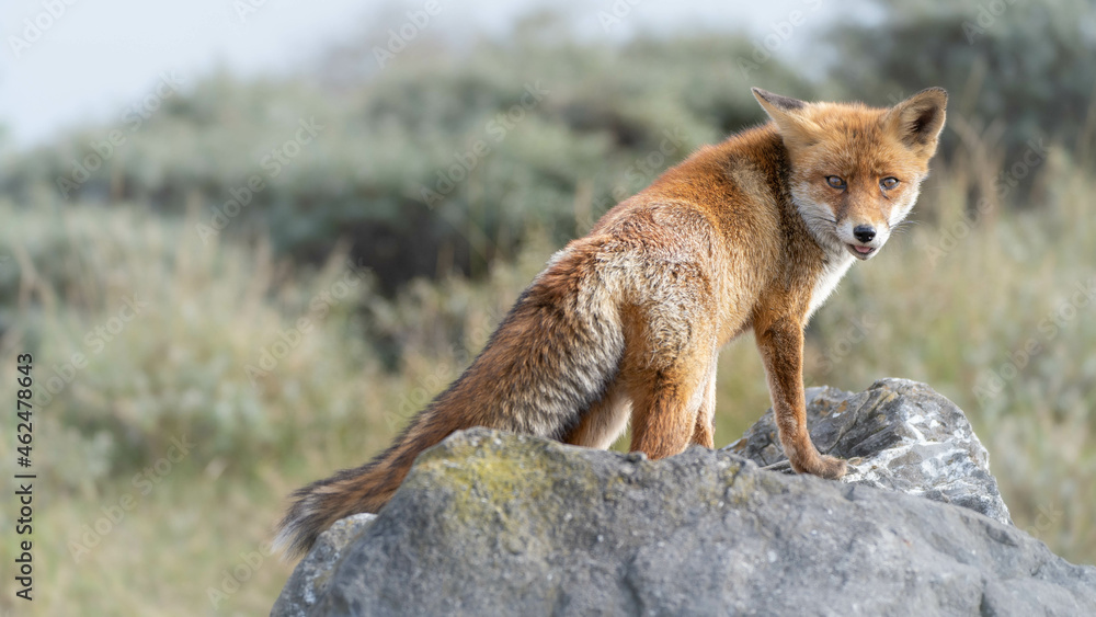 Fototapeta premium red fox in the wild