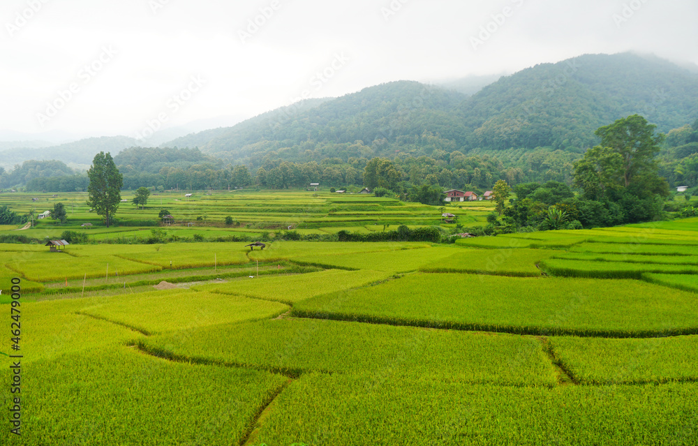 green rice field in countryside with mountains background, Nan province, Thailand