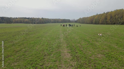 Coursing. Aerial view of dogs pursues bait in the field.. Dogs sport concept. Domestic animal in nature.