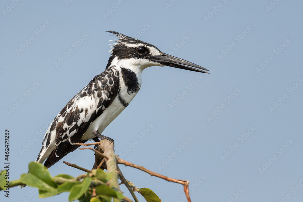 Pied Kingfisher - Ceryle rudis, beautiful large kingfisher from African mangroves and rivers, Queen Elizabeth NP, Uganda. Pied Kingfisher - Ceryle rudis, beautiful large kingfisher from African mangroves and rivers, Queen Elizabeth NP, Uganda.