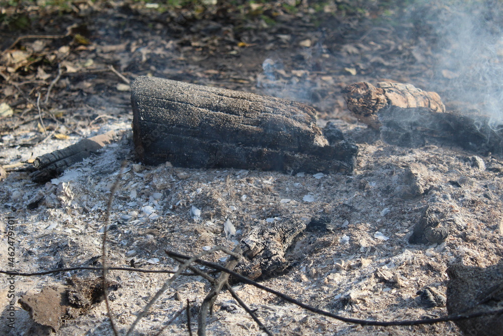 logs , trees burning in the forest