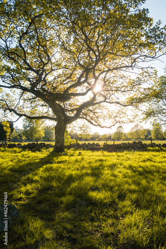 Sunlight through tree in farmland landscape during spring in sk  ne sweden