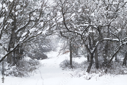 Woods in Texas show scenic snowy landscape during winter.