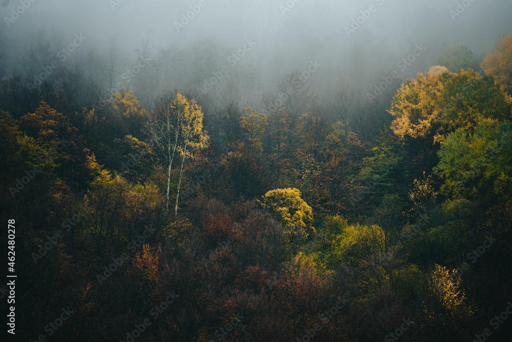 Foggy morning in the mountain woods in the autumn or winter Foggy morning in the mountain woods in the autumn or winter