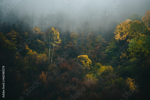 Foggy morning in the mountain woods in the autumn or winter