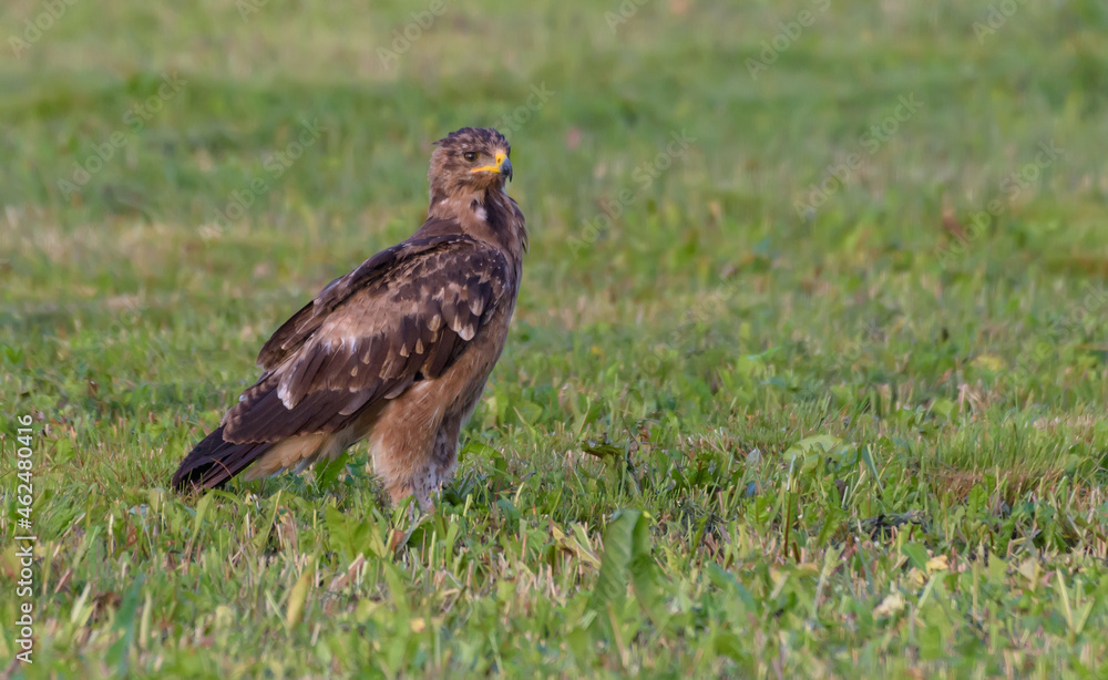 Fototapeta premium Young Lesser spotted eagle (Clanga pomarina) sits on green mown grass field in waiting for prey