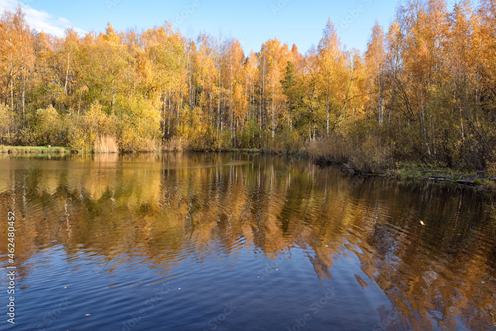 Autumn in a birch grove.