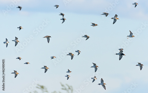 Mixed flock of waders in spring flight - Ruffs  Red-necked Phalaropes  Dunlins