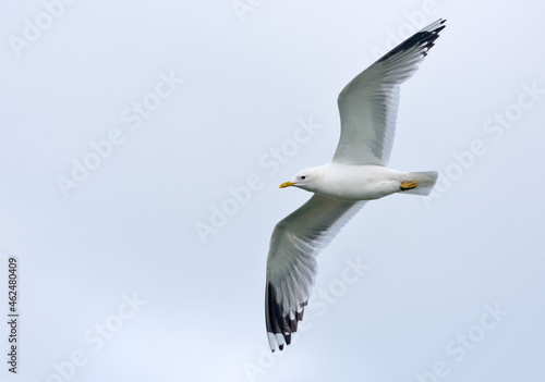 Adult common gull (Larus canus) in flight with stretched wings and overcast sky