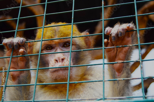 Scimmia dietro una gabbia photo