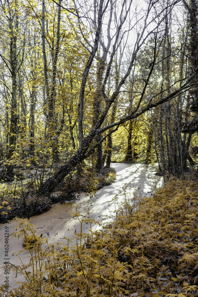 Obraz premium Beautiful Swamp Pond, in Irish Woodland, Abstract
