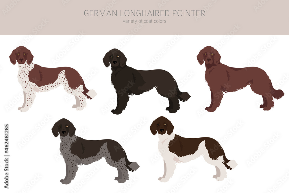 German longhaired pointer clipart. Different poses, coat colors set
