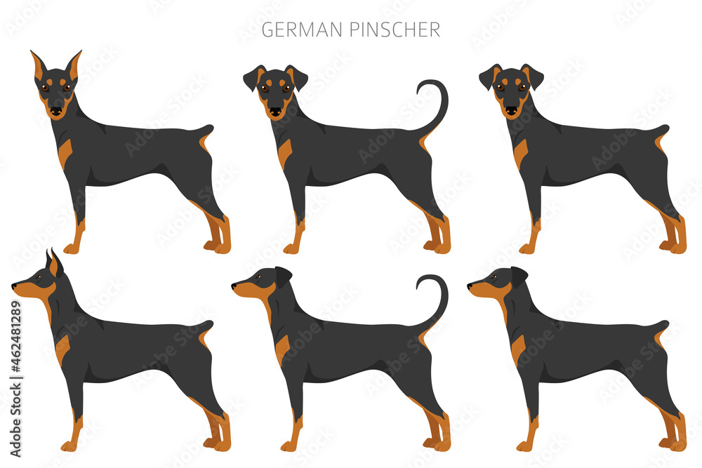 German pinscher clipart. Different poses, coat colors set