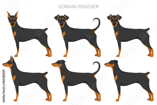 Quadro su tela German pinscher clipart. Different poses, coat colors set