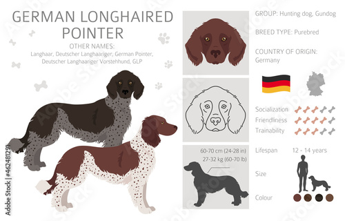 German longhaired pointer clipart. Different poses, coat colors set