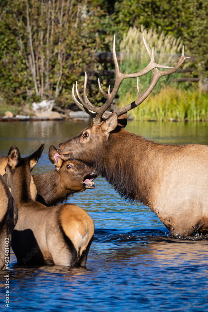 elk in the water elk in the water