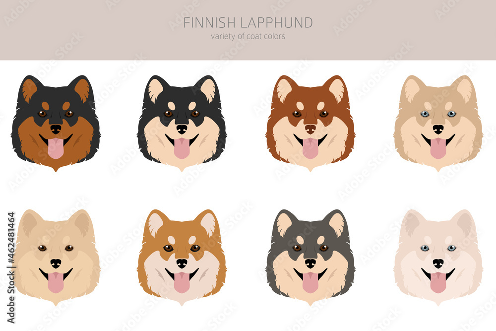 Fiinnish lapphund clipart. Different poses, coat colors set