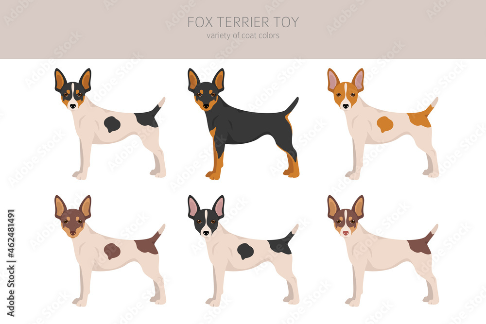 Fox terrier toy clipart. Different poses, coat colors set