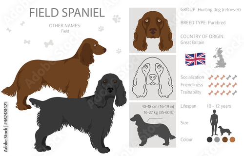 Field spaniel clipart. Different poses, coat colors set photo