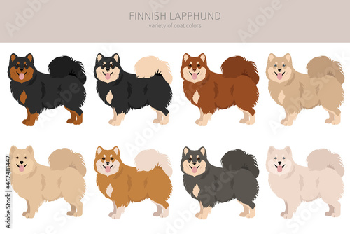 Fiinnish lapphund clipart. Different poses, coat colors set