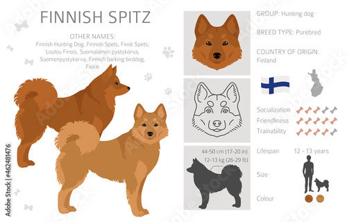 Fiinnish spitz clipart. Different poses, coat colors set
