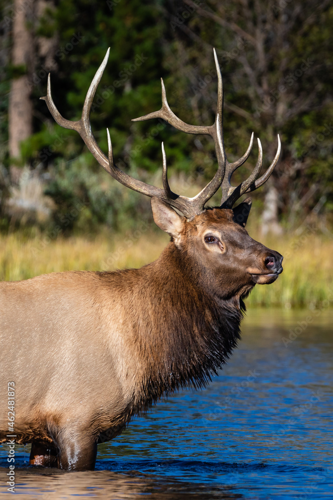 bull elk in the lake bull elk in the lake