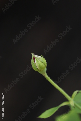 bud of a rose plant