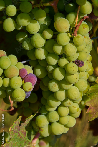 Close-up of green grapes for harvesting