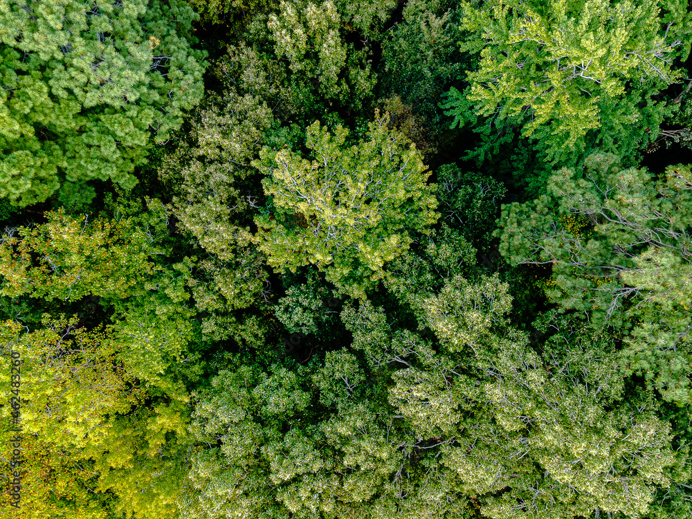 Aerial Drone Shot of Autumn Trees In Virginia 

