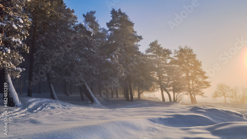 Foggy winter sunset on the shores of the Gulf of Finland of the Baltic Sea: tilted pine trees, glowing yellow fog.