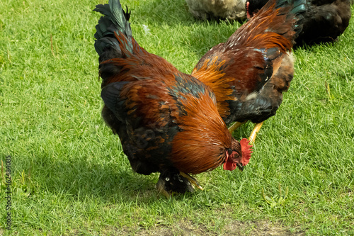 rooster, chicken, bird, farm, animal, cockerel, poultry, hen, fowl, agriculture, nature, domestic, feather, red, feathers, beak, grass, colorful, isolated, comb, white, food, rural, beautiful, livesto