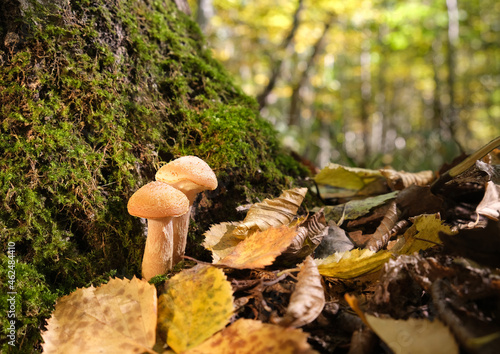 Two mushrooms Armillaria mellea in the autumn forest, grew near the tree, among the fallen foliage on a sunny day. High quality photo