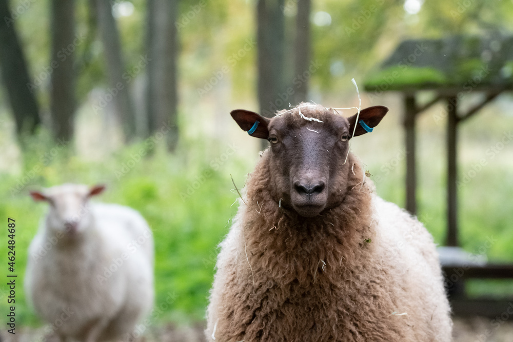 Fototapeta premium Guardians