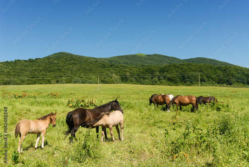 Wild horses on a green pasture, Bieszczady Mountains, Poland Wild horses on a green pasture, Bieszczady Mountains, Poland