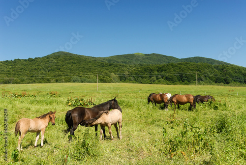 Wild horses on a green pasture, Bieszczady Mountains, Poland © MateuszKuca