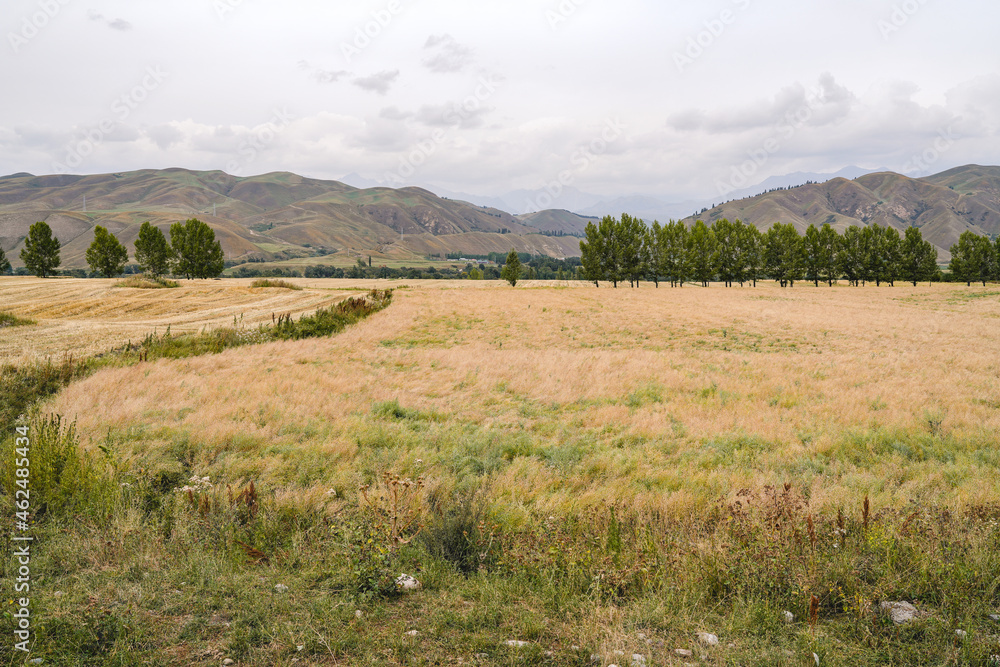 Yellow ripe rapeseed field in autumn