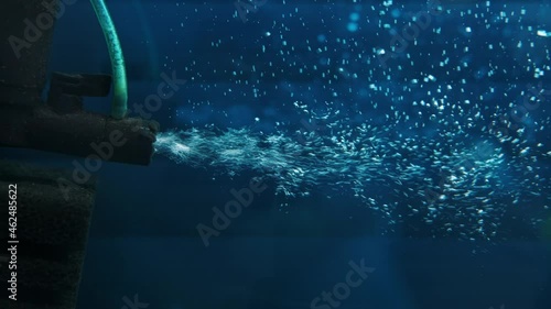 Aquarium filter close-up. Freshwater aquarium. Aquarium space. Slow motion.
