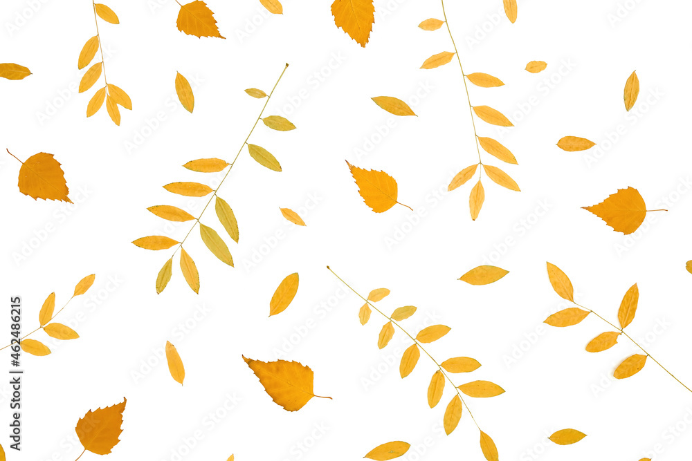 Autumnal pattern made of orange fall leaves on white background. Flat lay. Thanksgiving day. Autumnal pattern made of orange fall leaves on white background. Flat lay. Thanksgiving day.