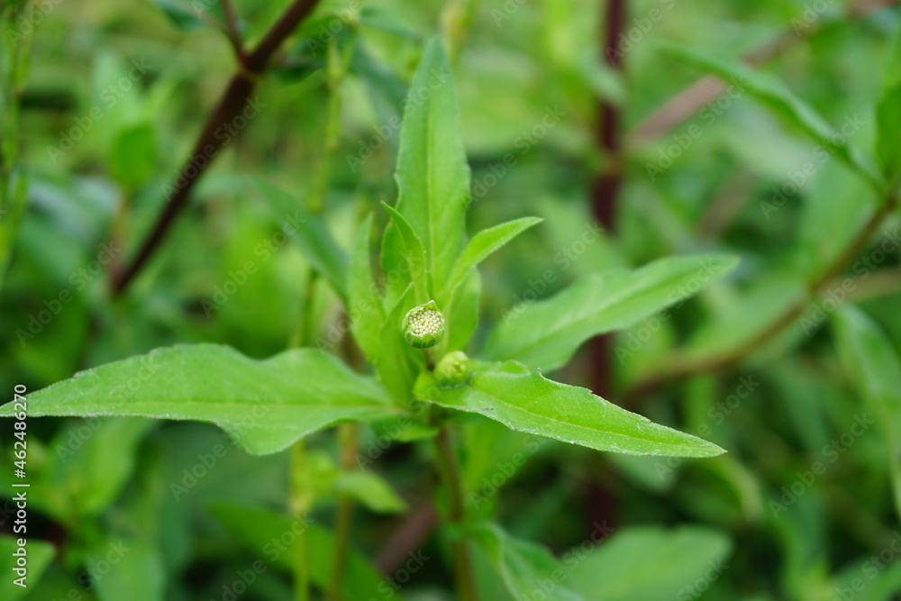 Eclipta alba (Urang-aring, false daisy, false daisy, yerba de tago, Karisalankanni, bhringraj) with natural background. this plant is a species of plant in the sunflower family.